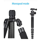 BEXIN BX255C K30 Portable Carbon Fiber Tripod for Camera Dslr, BX255C