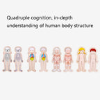 Onshine Five-Layer Human Body Structure Puzzle Wooden Puzzles For Children Physical Cognition, Boy, Girl
