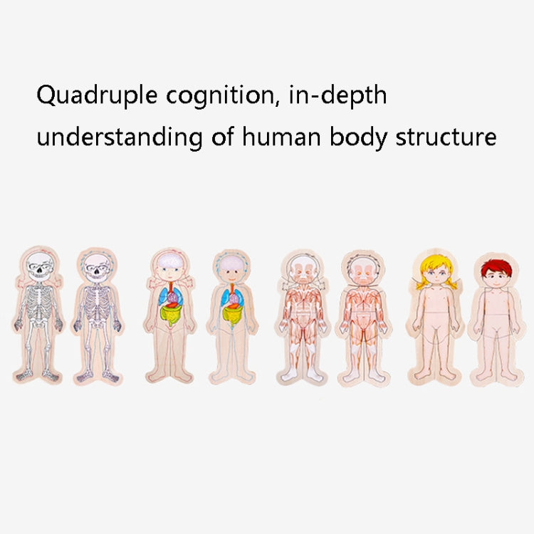 Onshine Five-Layer Human Body Structure Puzzle Wooden Puzzles For Children Physical Cognition, Boy, Girl