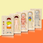 Onshine Five-Layer Human Body Structure Puzzle Wooden Puzzles For Children Physical Cognition, Boy, Girl